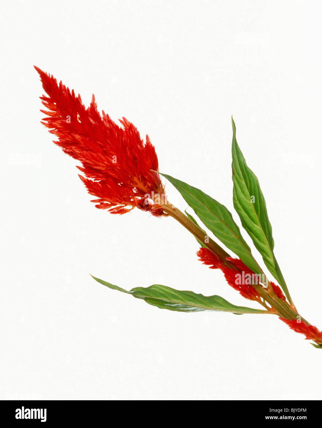 Rojo vivo flor celosia argentea Foto de stock