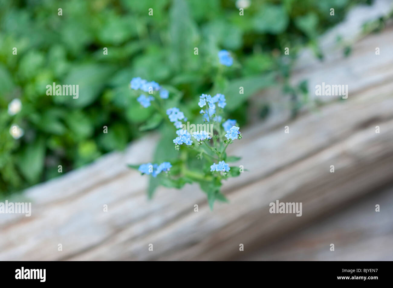 Las pequeñas flores azules Foto de stock
