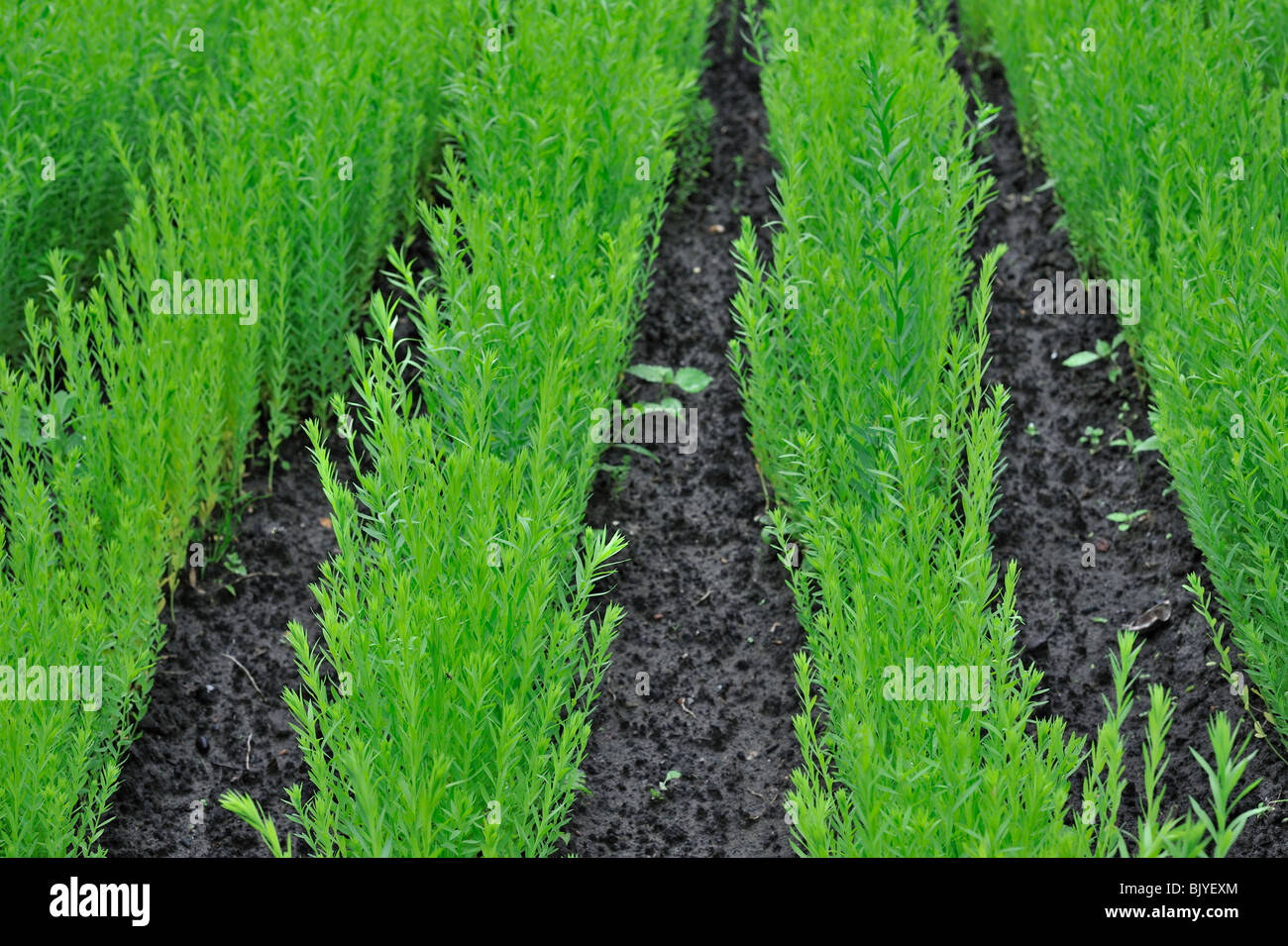 Lino común / Semillas de lino (Linum usitatissimum) en el campo, Bélgica  Fotografía de stock - Alamy