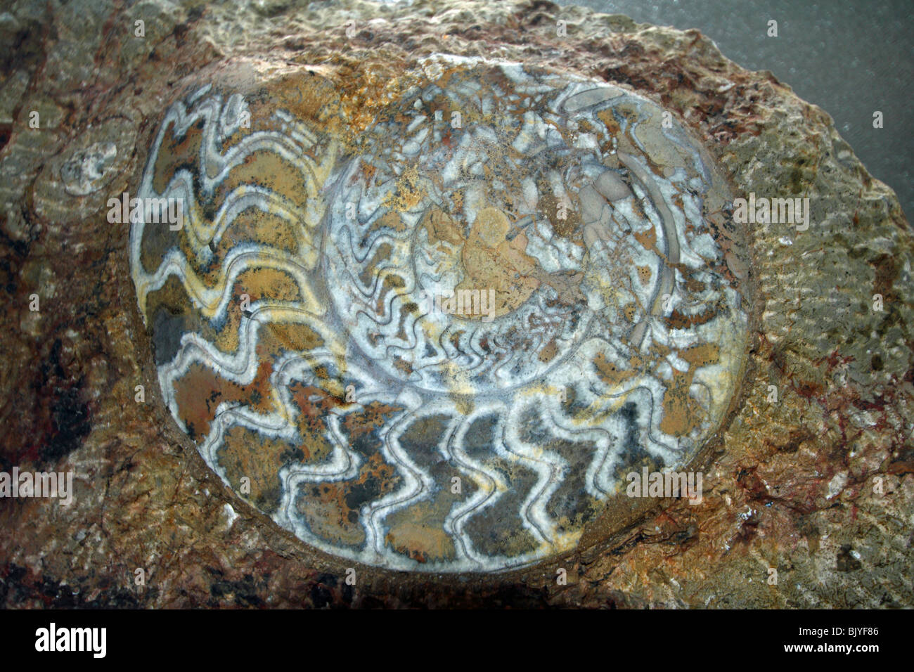 Shell nautilus extintos fosilizados de combustibles Foto de stock