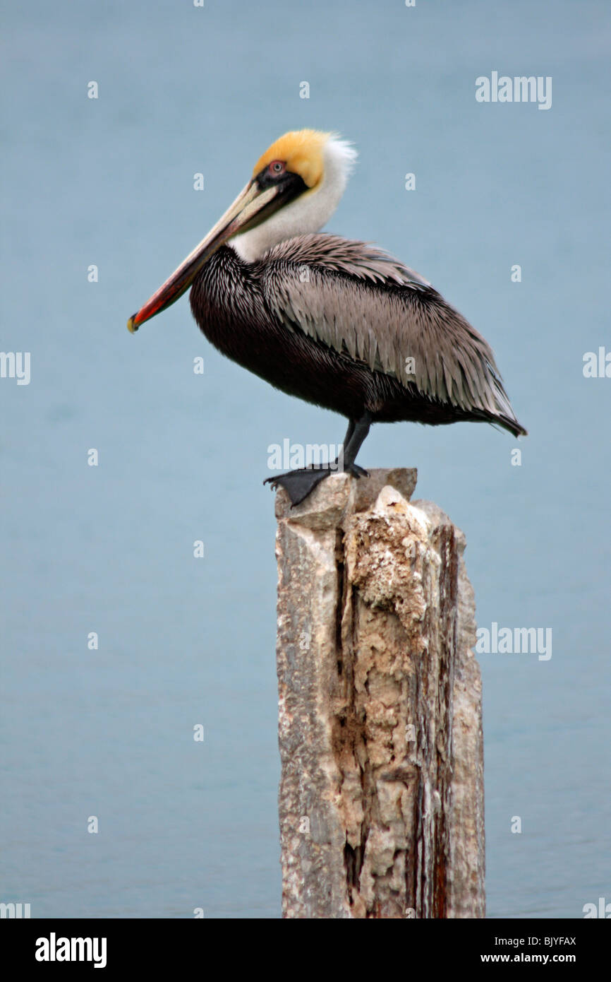 Un pelicano café en un post en Florida, EE.UU. Foto de stock