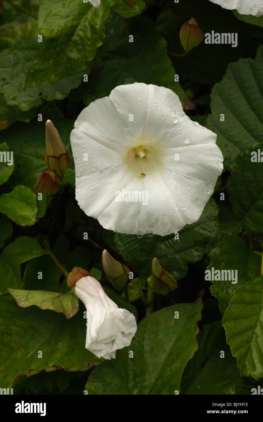 Bindweed Flor blanca Foto de stock
