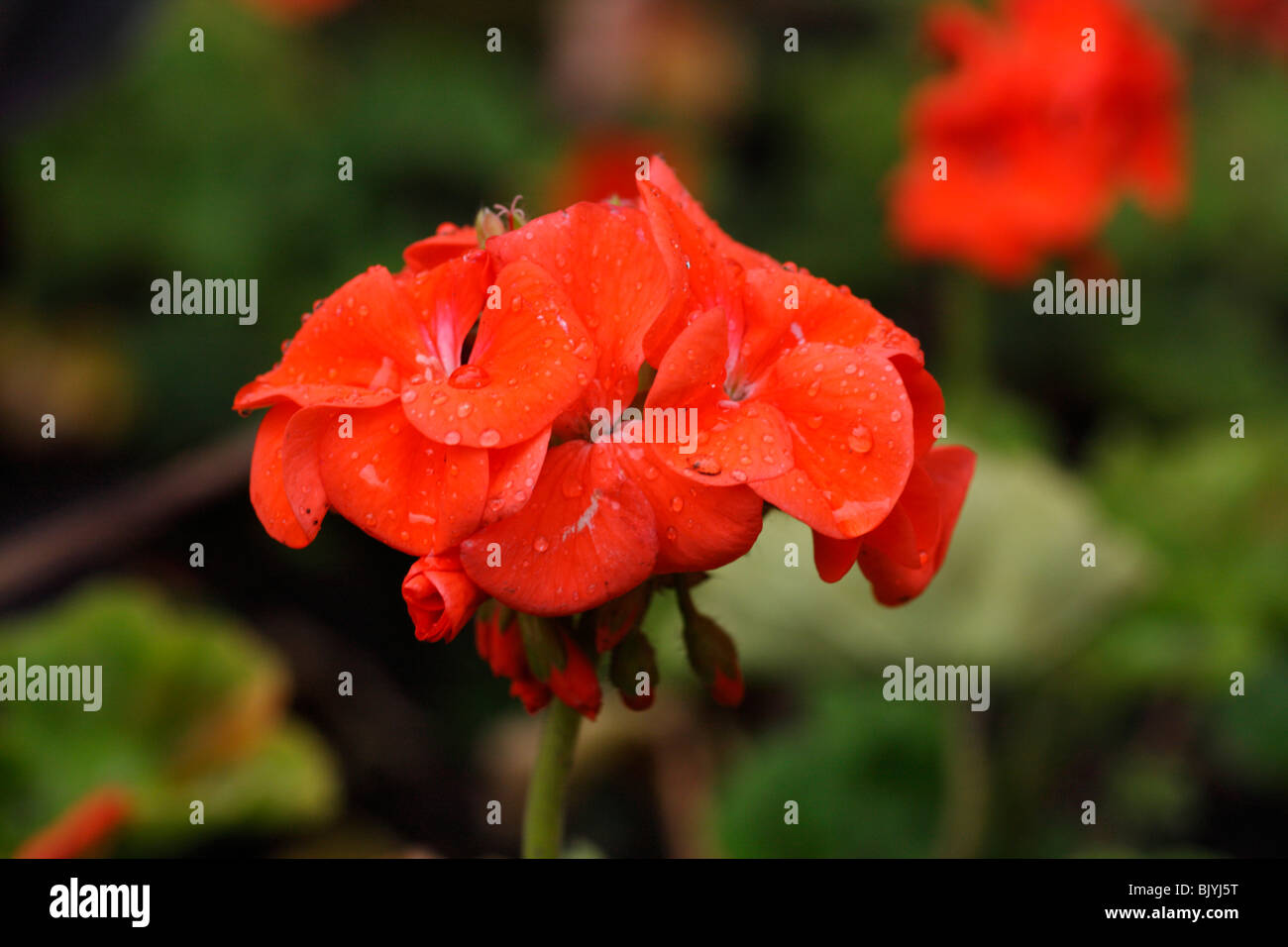 Rojo o Geranio Pelargonium Foto de stock