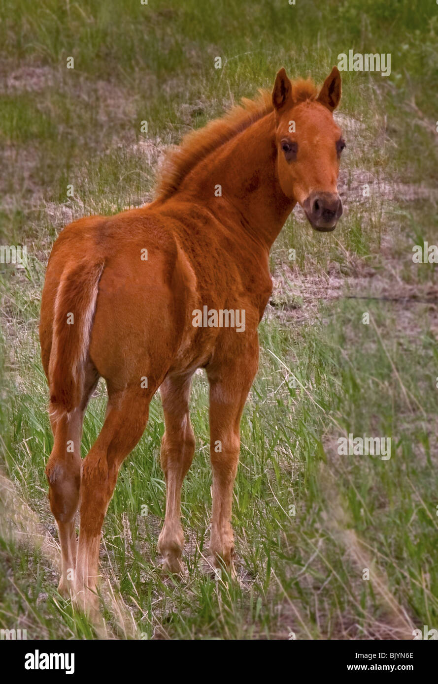 Pony rojo salvaje. Parte de una manada de caballos salvajes que había varios ponis nacido ofter el invierno. Foto de stock
