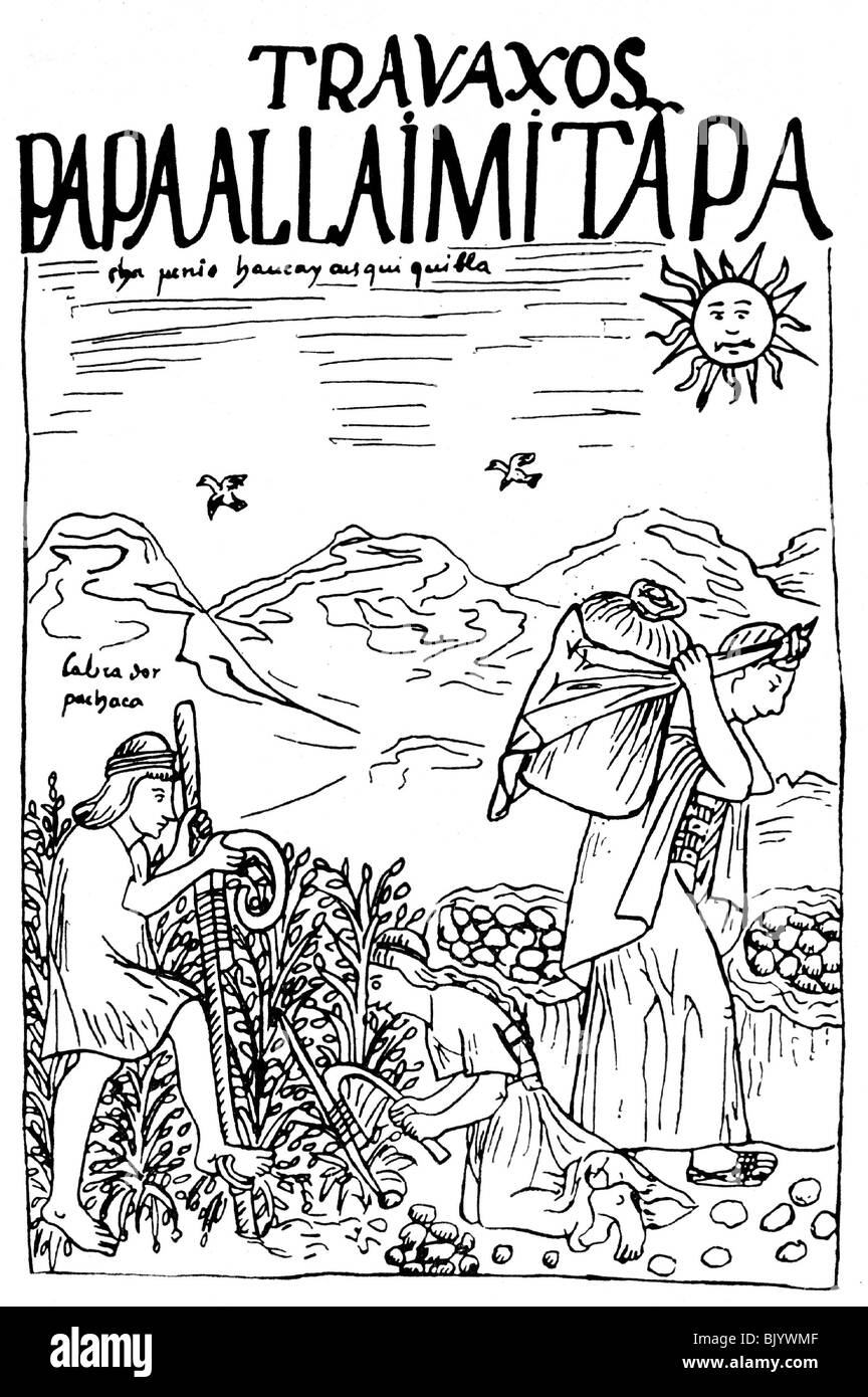 Comida, patatas, cosecha de papa en Perú, grabado de 'Nueva coronica y buen gobierno' por Felipe Guaman Poma de Ayala, circa 1613, Foto de stock