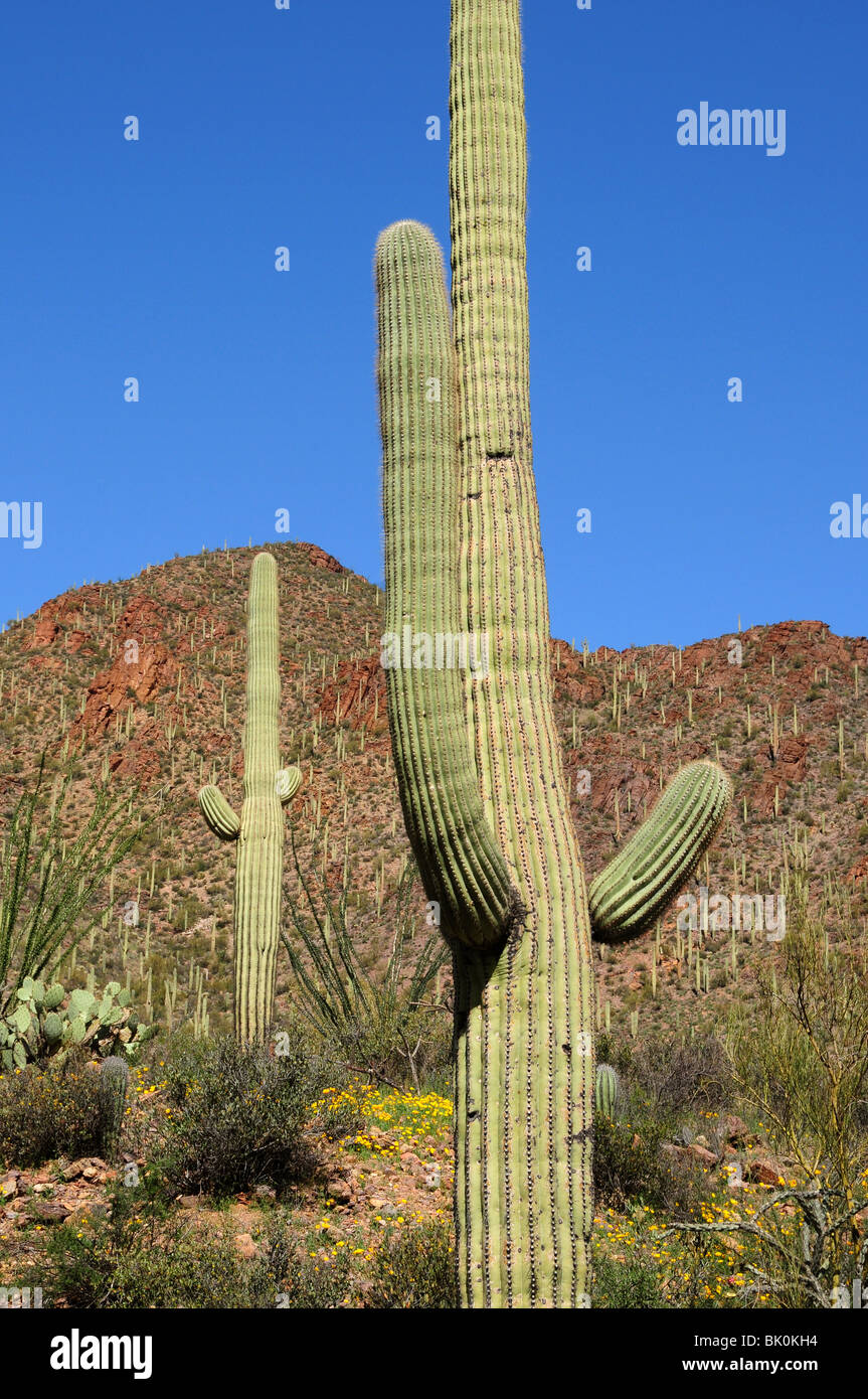 Cacto Saguaro (Carnegiea gigantea), y amapolas, mexicano (Argemone mexicana), Montañas de Tucson, Tucson, Arizona, EE.UU. Foto de stock