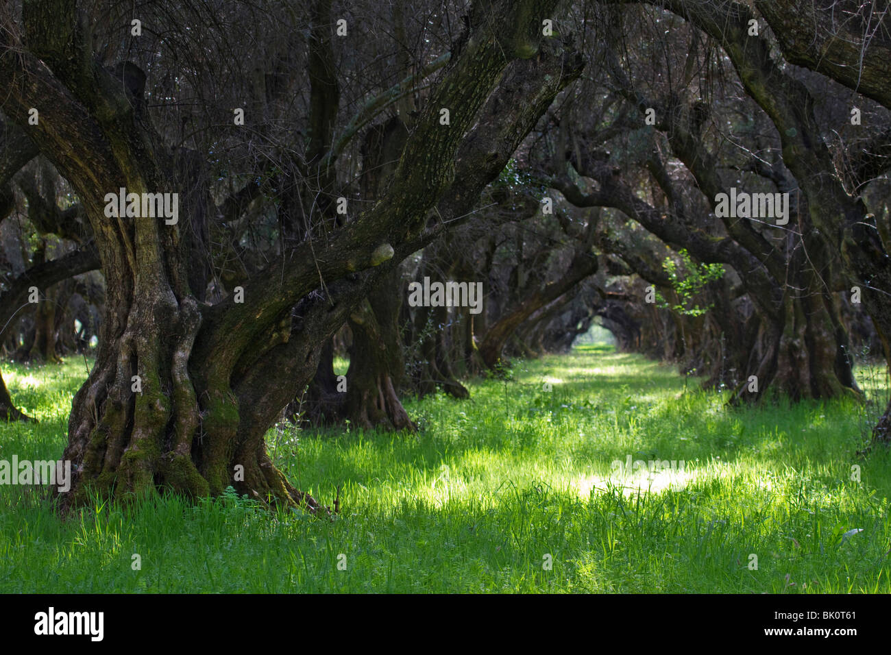 100 años de olivos cerca de Oroville, CA, en el Valle de Sacramento Foto de stock