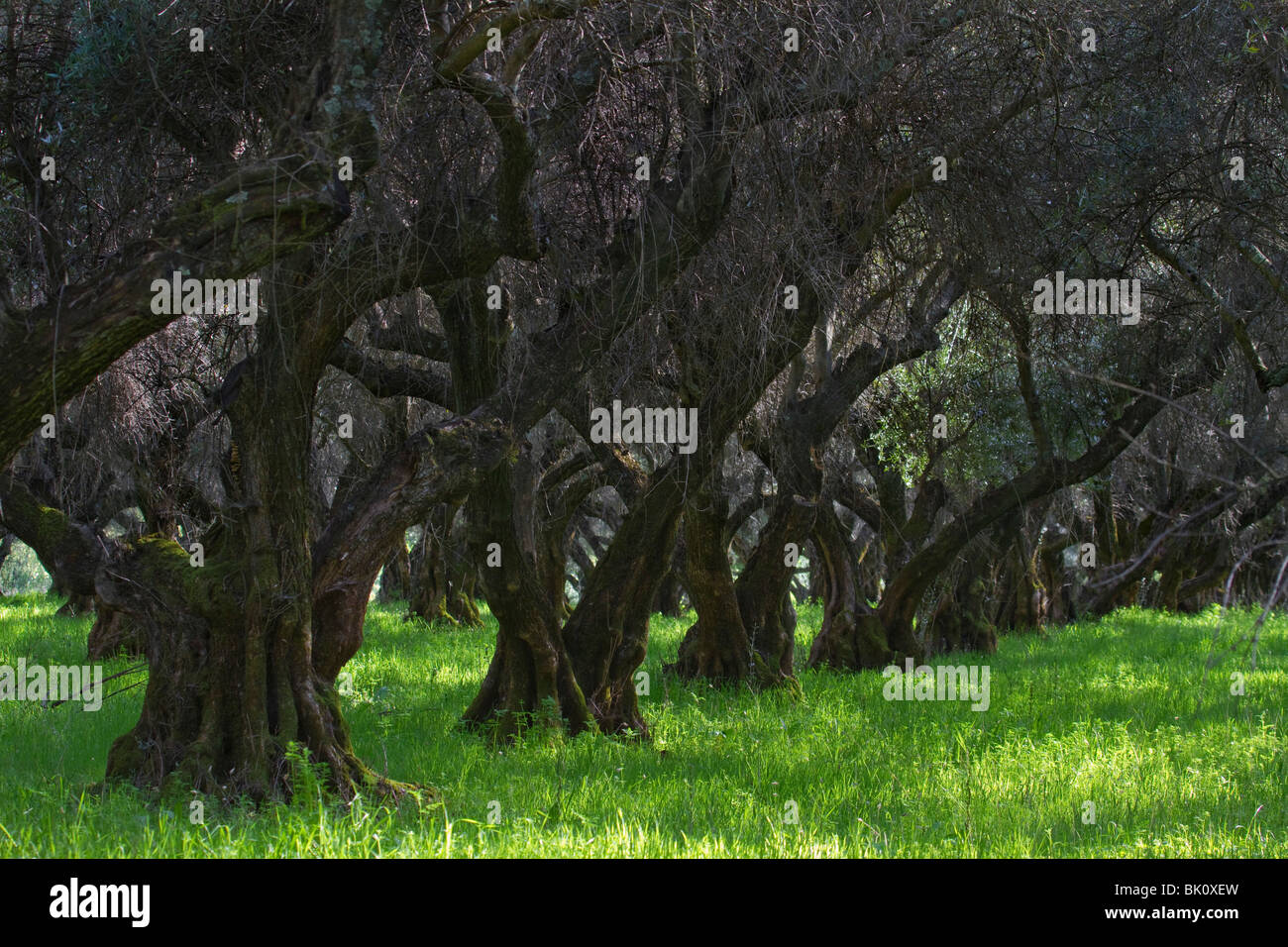 100 años de olivos cerca de Oroville, CA, en el Valle de Sacramento Foto de stock