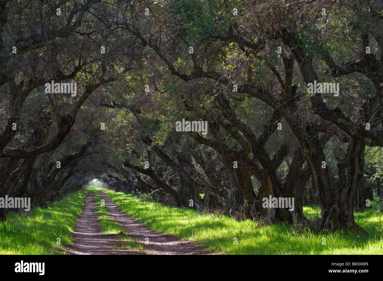 100 años de olivos cerca de Oroville, CA, en el Valle de Sacramento Foto de stock