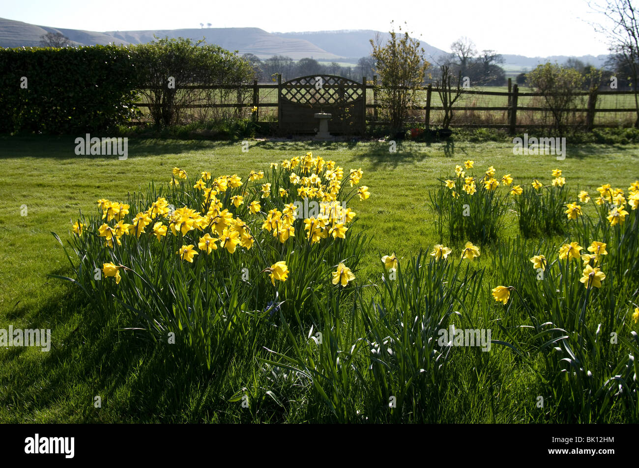 Narcisos naturalizado y floración en un césped en marzo Foto de stock
