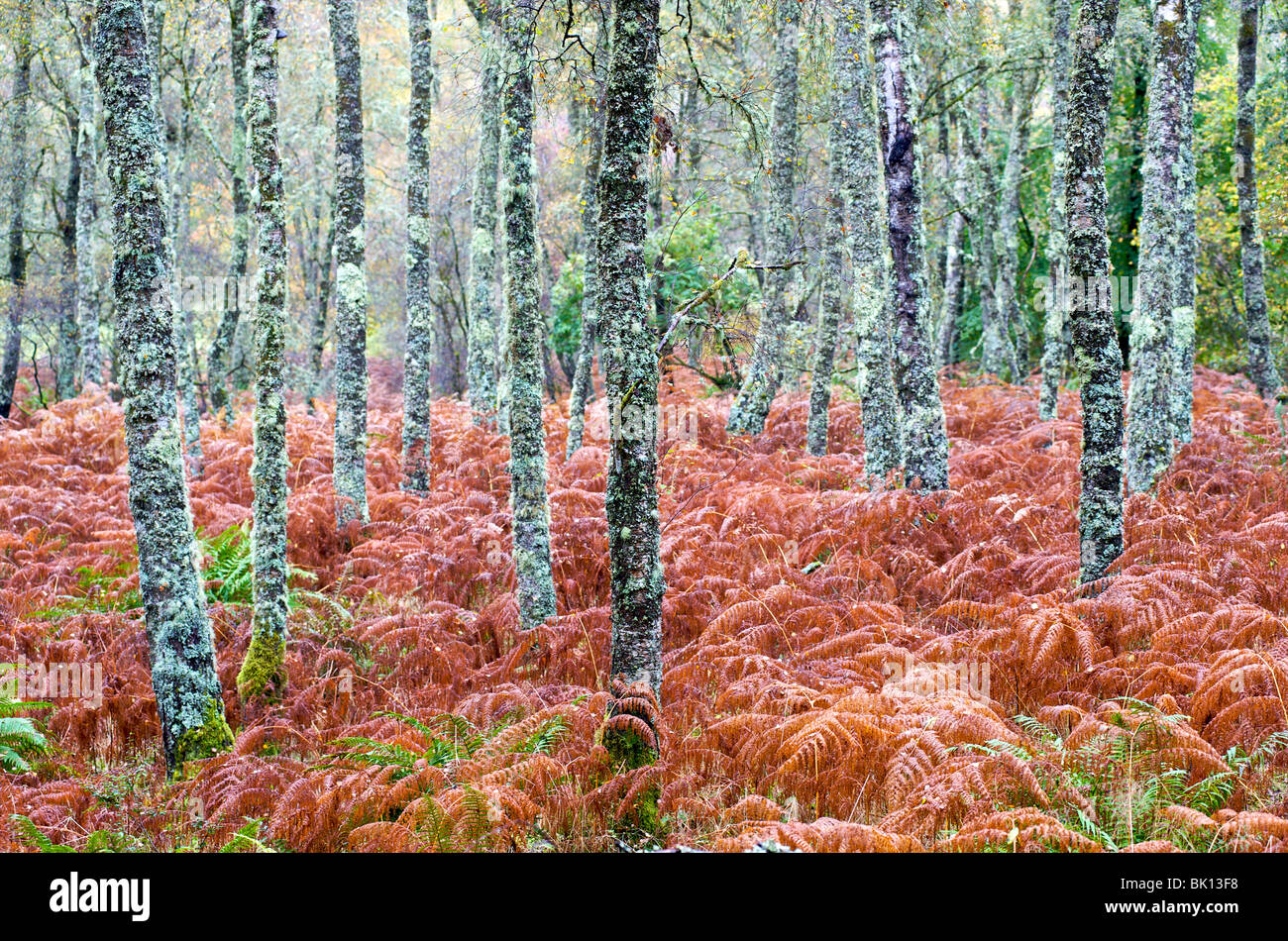 Escocia, bosque de otoño Foto de stock
