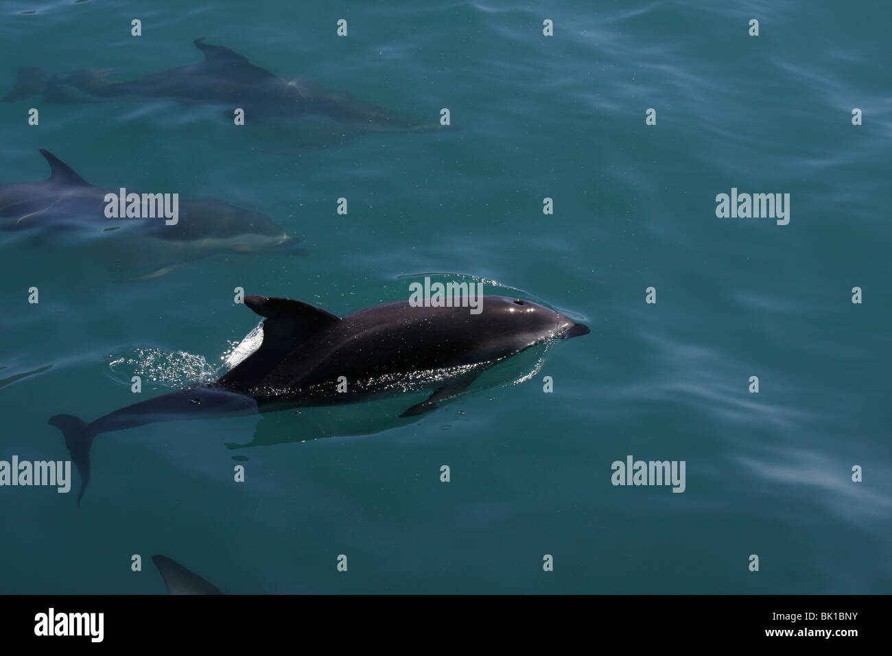 Delfín oscuro Foto de stock
