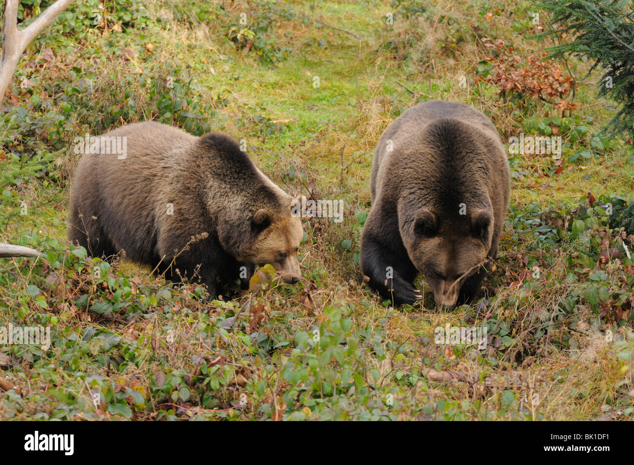 Los osos pardos europeos Foto de stock