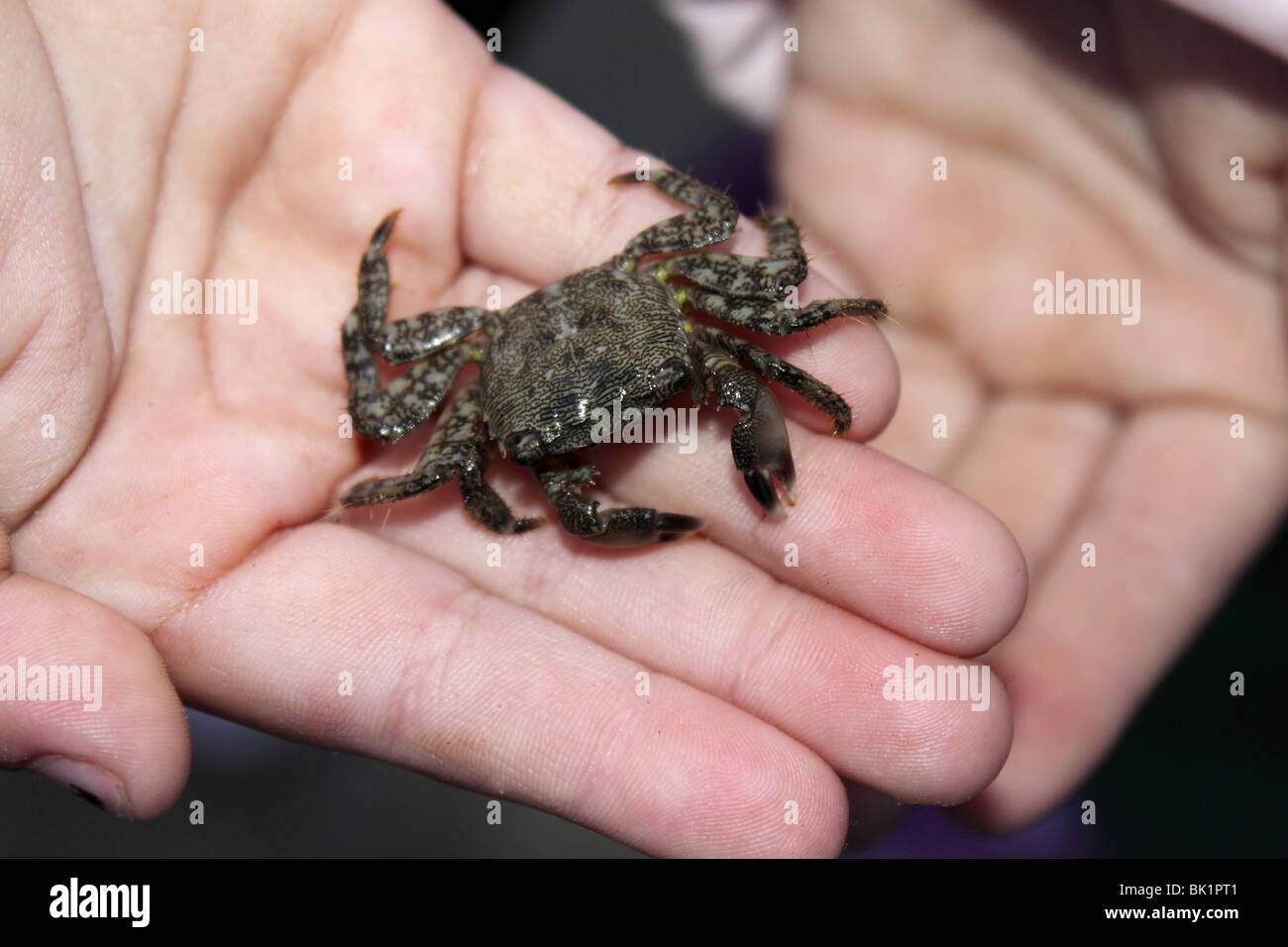 Cangrejo Vivo en manos de niños temerosos de las garras del mar mediterráneo crustáceo Foto de stock
