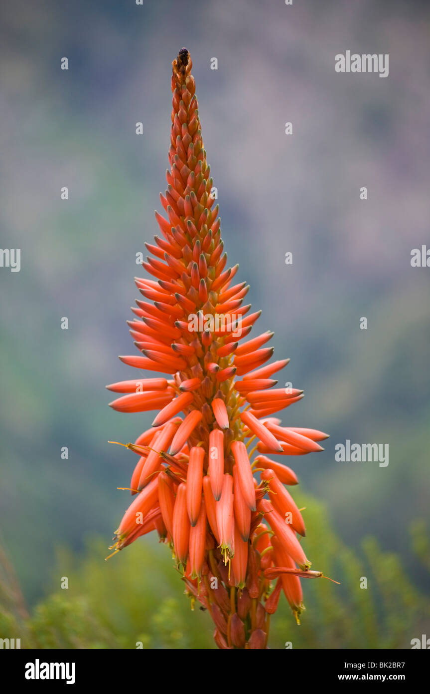 Cierre de la planta de aloe Kranz, Aloe arborescens, Madeira, Portugal, EU, Europa Foto de stock