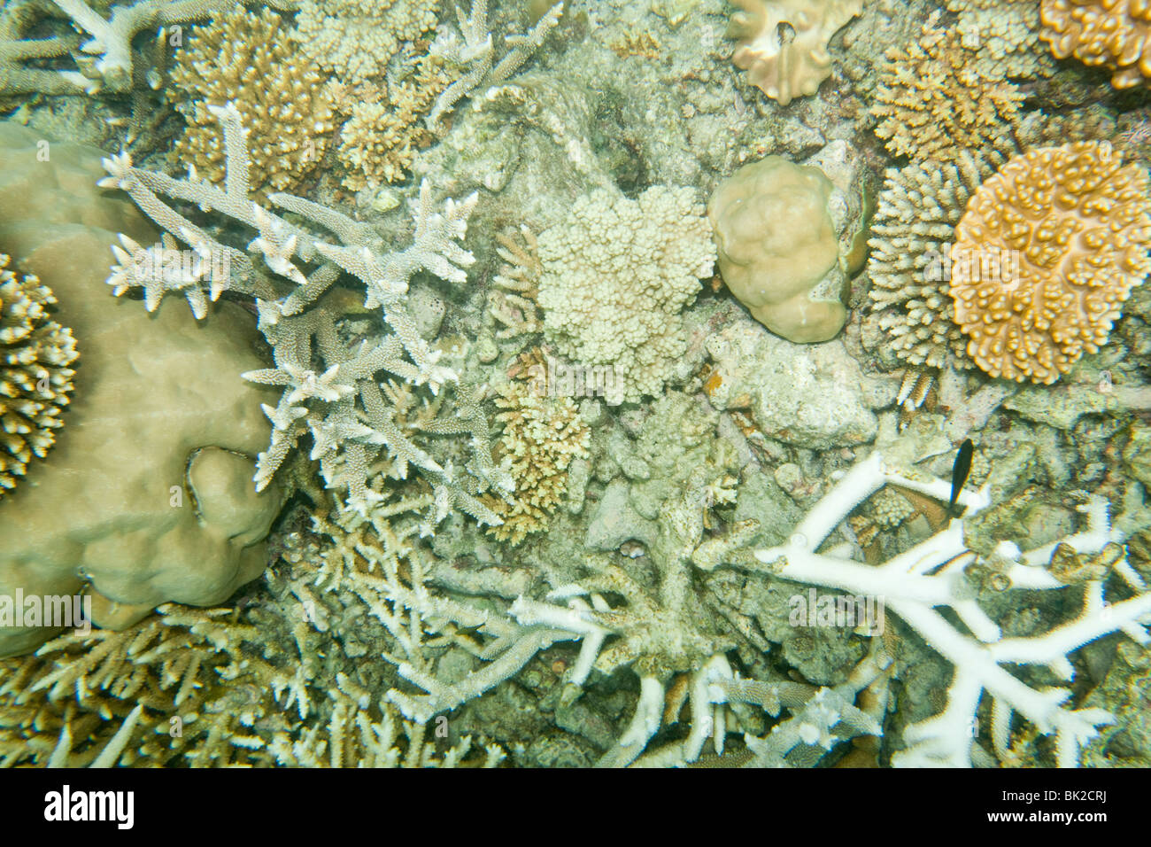 Coral de la Gran Barrera de Coral, Cairns, Queensland, Australia, mostrando signos de blanqueamiento. Foto de stock