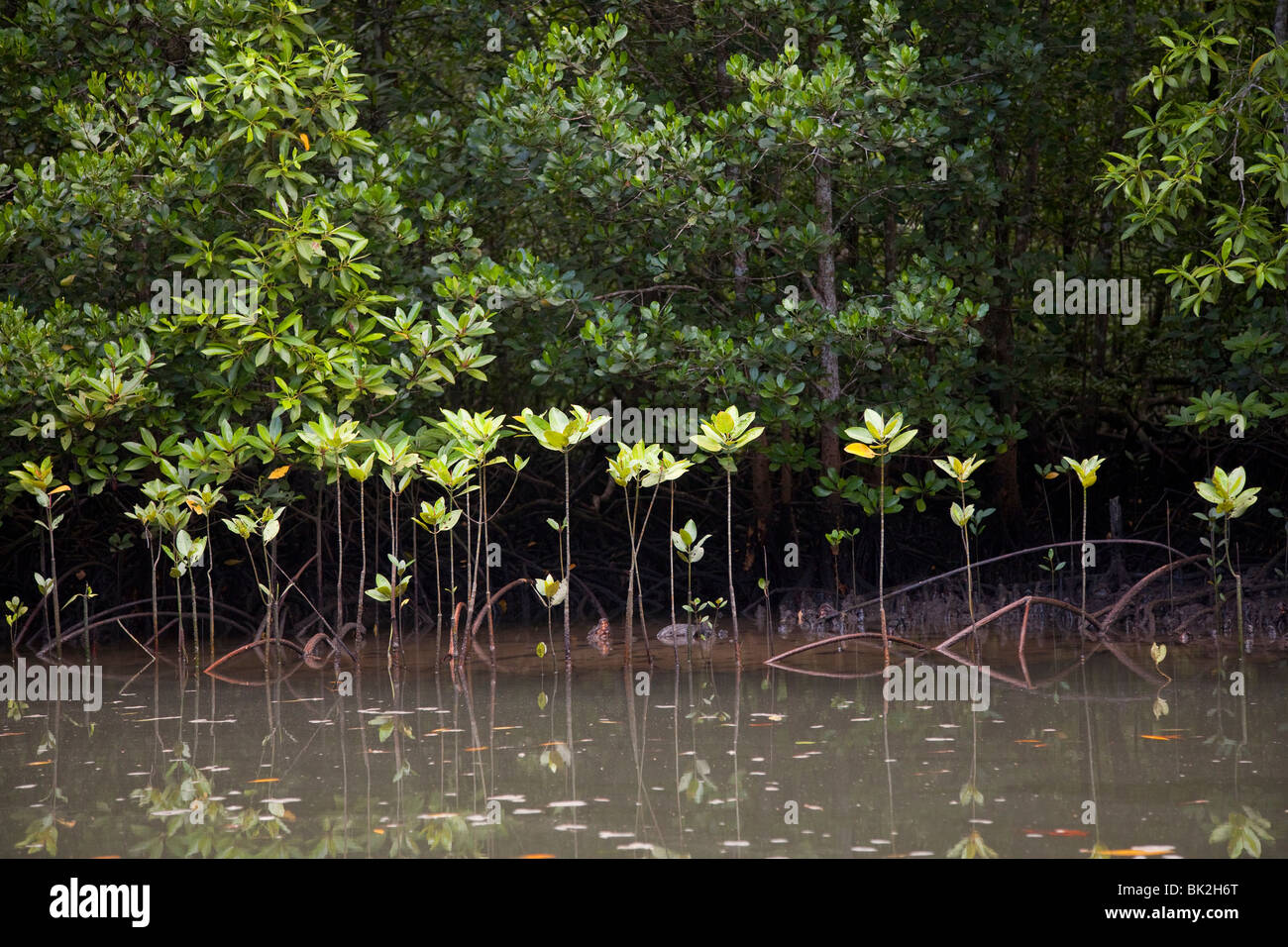 Langkawi Geopark manglares Malyasia, brotes jóvenes que crecen en el agua Foto de stock