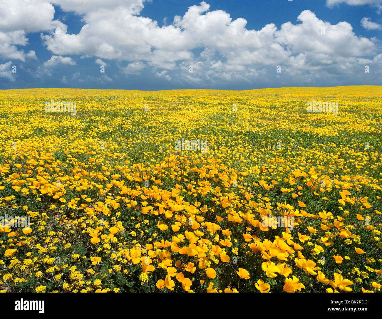 Un gran campo de naranja y amarillo, las amapolas y flores silvestres que continúa indefinidamente. El fotógrafo se fusionaron dos fotos y retouche Foto de stock