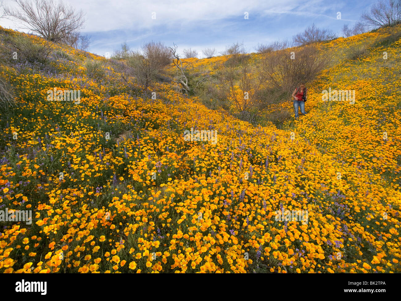Un gran campo de naranja y amarillo, las amapolas y flores silvestres que continúa indefinidamente. Una mujer fotógrafo camina entre ellos. Foto de stock