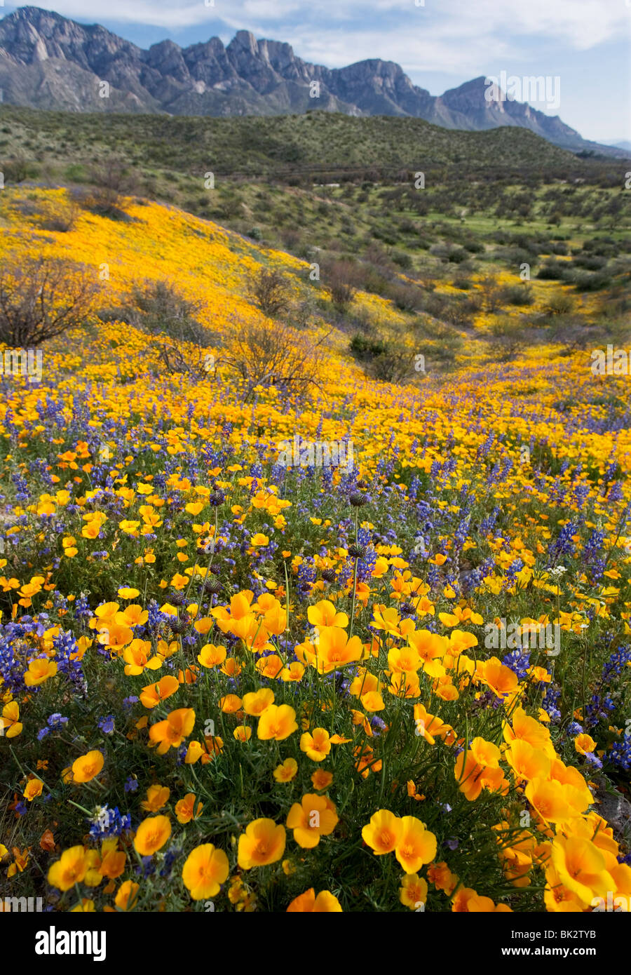 Una mujer caminatas pasado un gran campo de naranja y amarillo, las amapolas y flores silvestres en el Parque Estatal de Catalina, cerca de Tucson, Arizona. Foto de stock