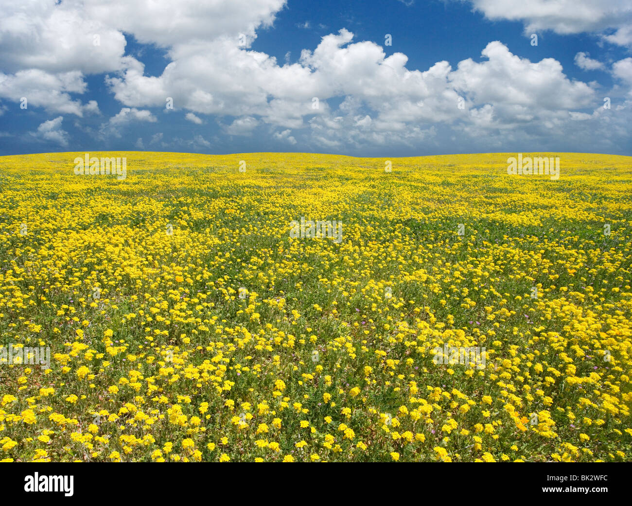 Un gran campo de flores amarillas que continúa indefinidamente. El fotógrafo retocar la línea del horizonte y el cielo. Foto de stock
