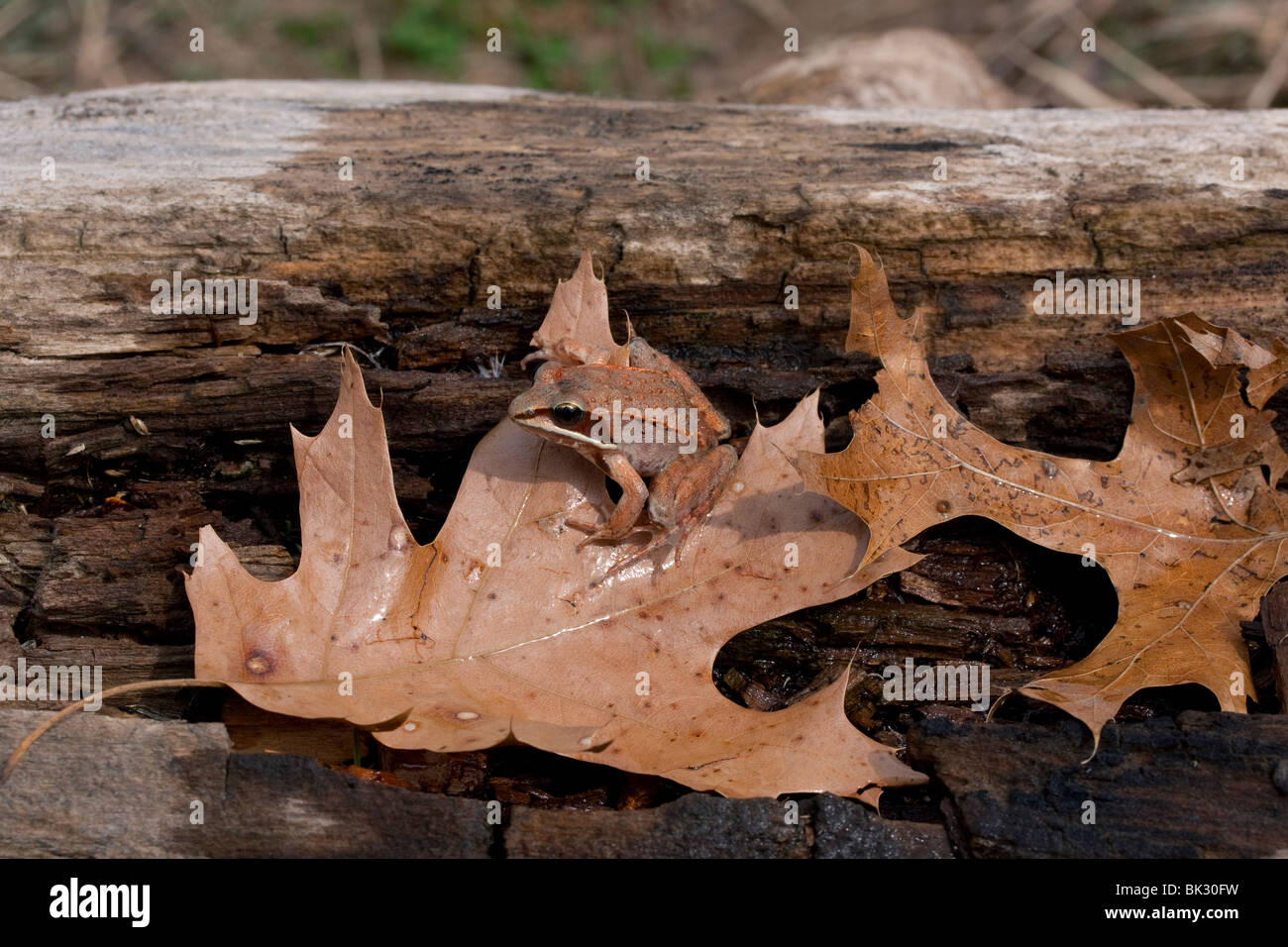 Madera RANA rana sylvatica en Oak Leaf oriental de los Estados Unidos por Dembinsky Foto Assoc Foto de stock