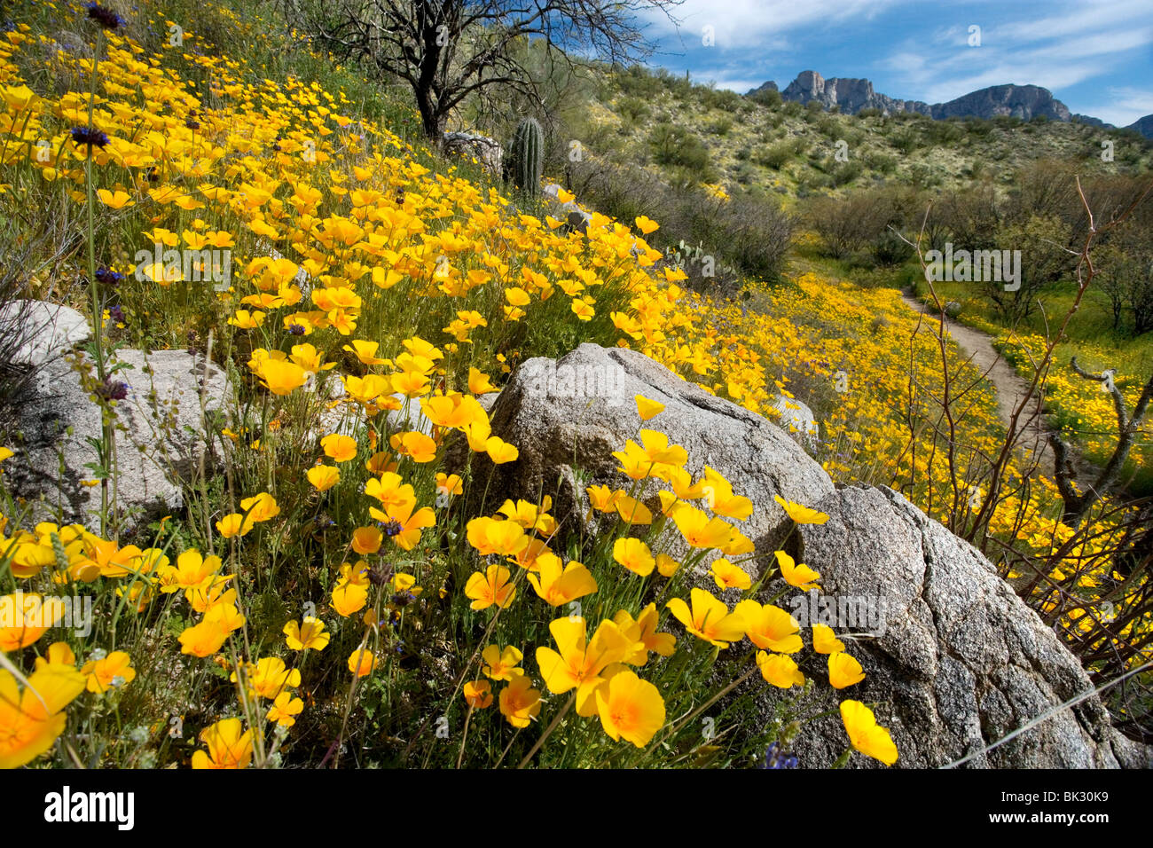 Un gran campo de naranja y amarillo, las amapolas y flores silvestres en el Parque Estatal de Catalina, cerca de Tucson, Arizona. Foto de stock
