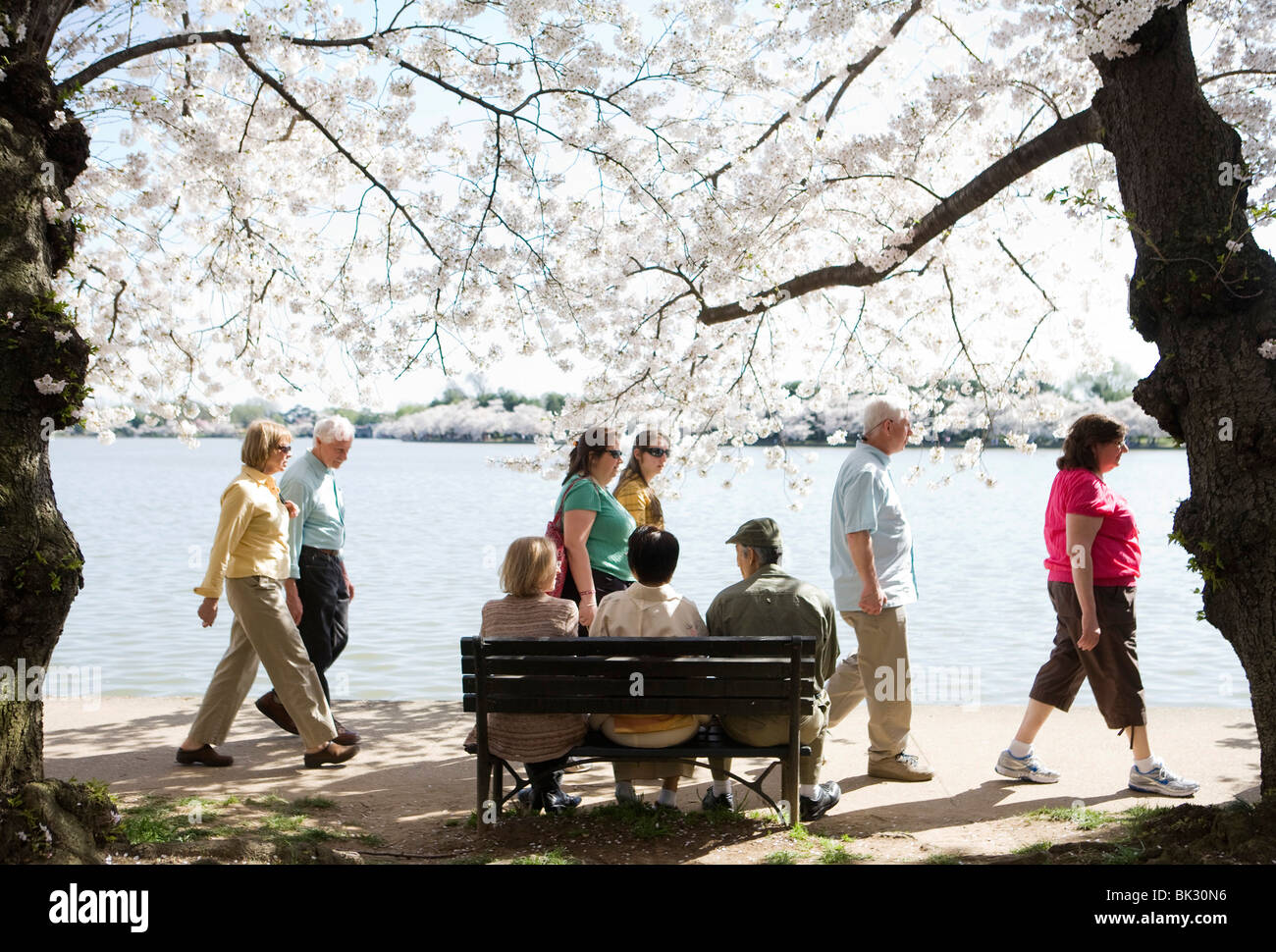 La floración de los cerezos en Washington, DC. Foto de stock