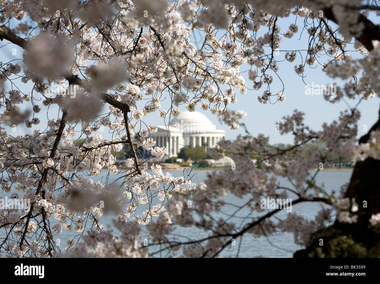La floración de los cerezos en Washington, DC. Foto de stock
