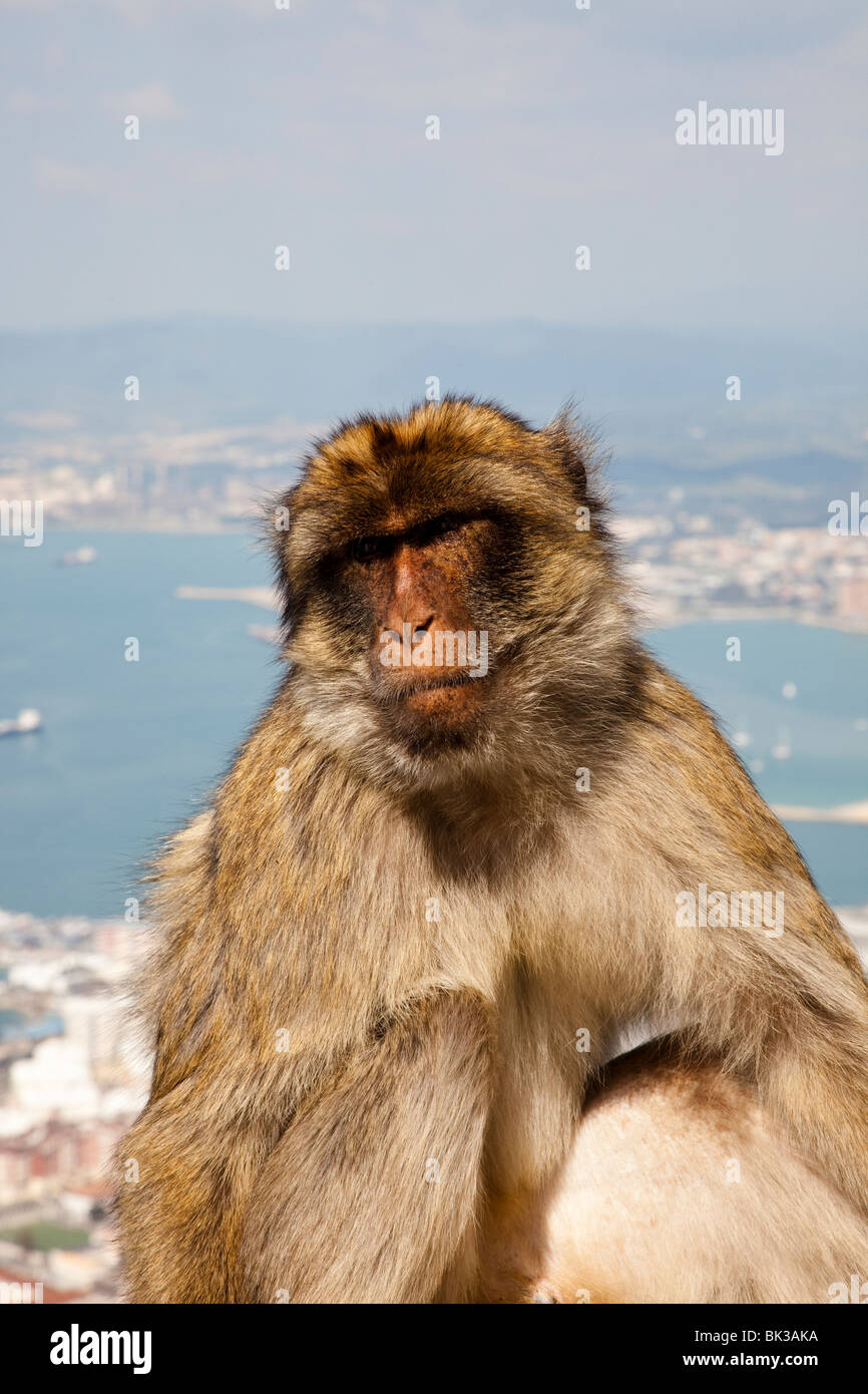 Monos macacos Barbary en el Peñón de Gibraltar Foto de stock