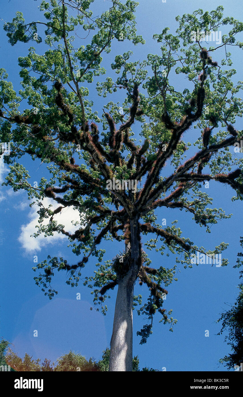 Árbol de Ceiba Guatemalaís Árbol Nacional antiguos mayas de Centroamérica  considera que un gran árbol de Ceiba se situó en el centro de la tierra  Fotografía de stock - Alamy