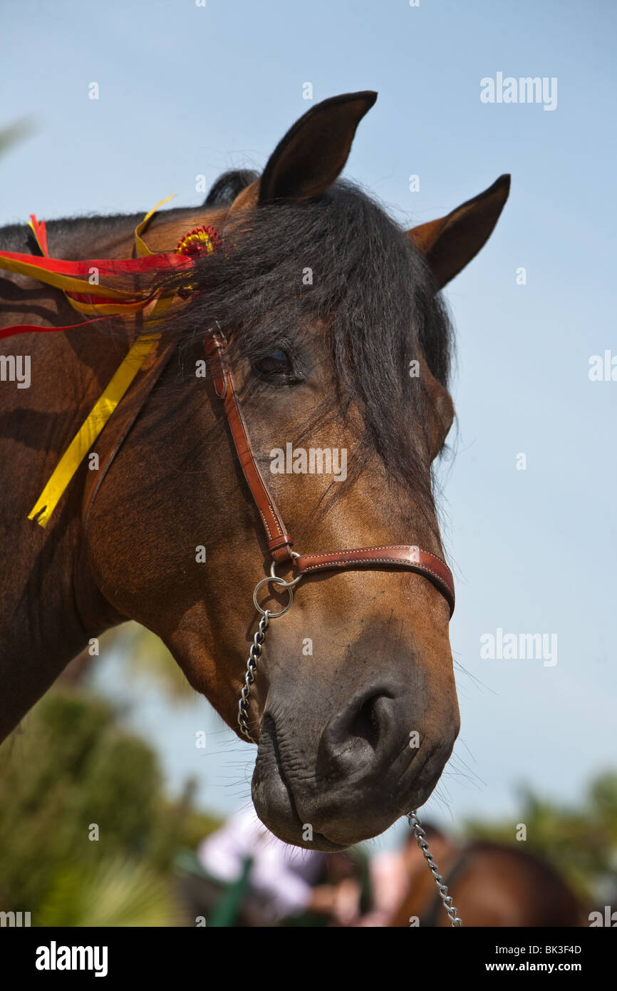 El caballo pura raza español Foto de stock