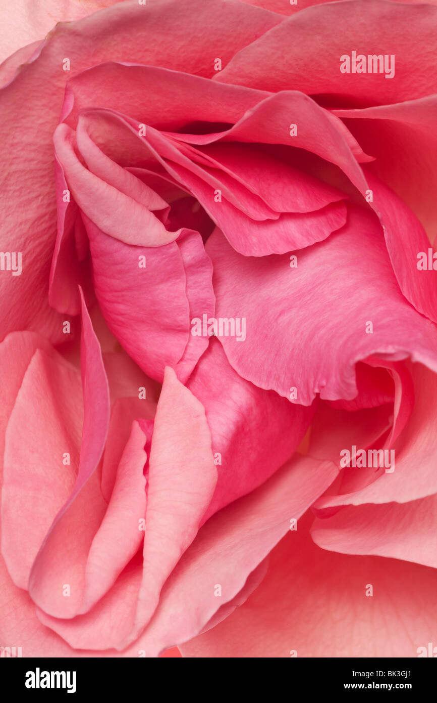 Rosa pétalos de rosa frescos dispuestos en un patrón de fondo Foto de stock