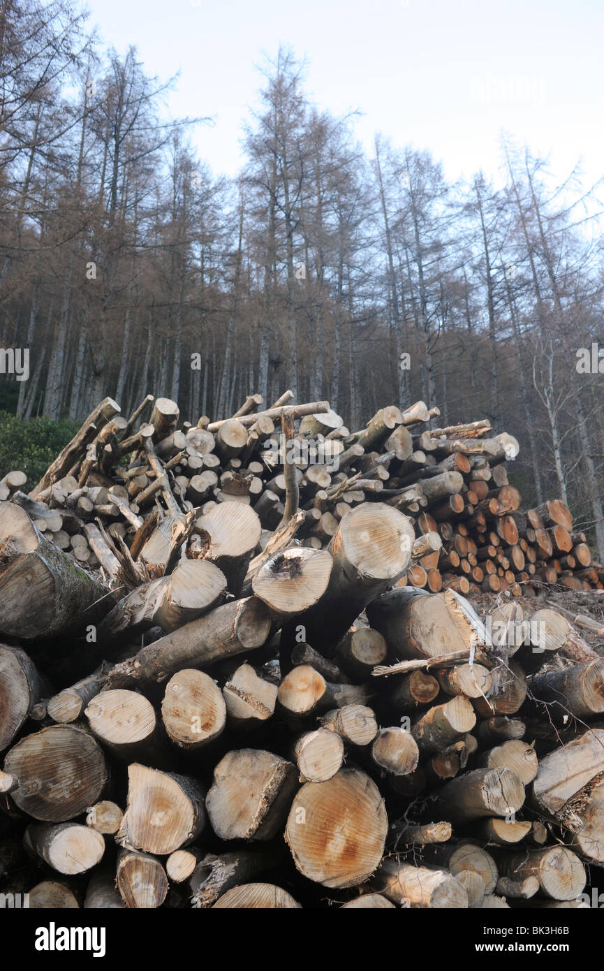 Reducir dichos registros en una operación de tala de bosques en el País de Gales, Reino Unido Foto de stock