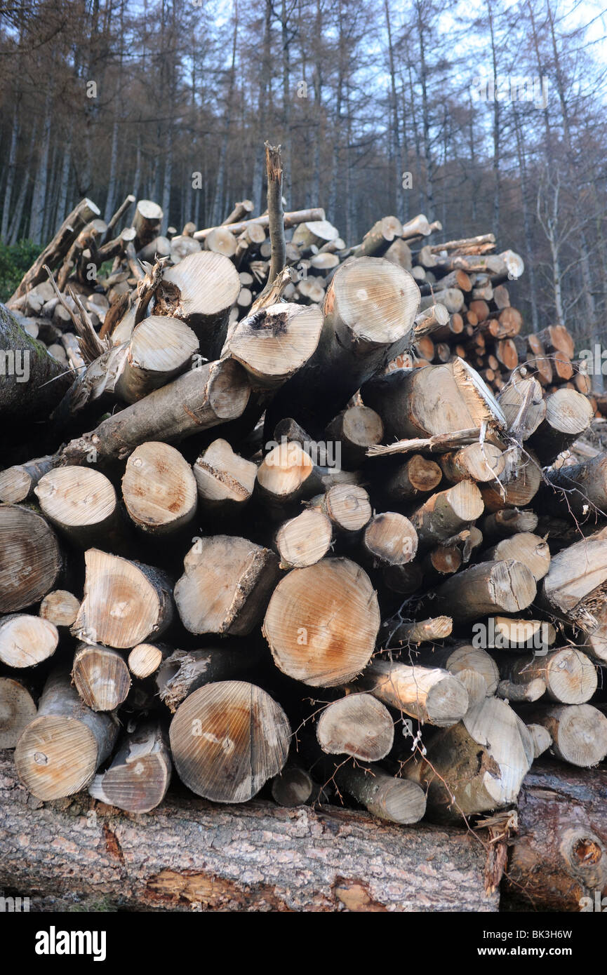 Reducir dichos registros en una operación de tala de bosques en el País de Gales, Reino Unido Foto de stock