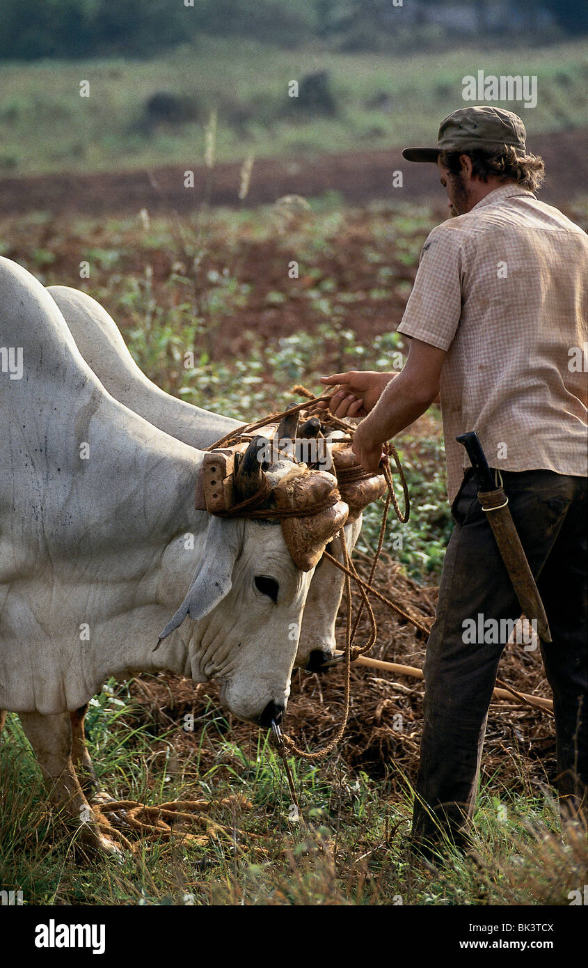 Yugo de buey fotografías e imágenes de alta resolución - Alamy