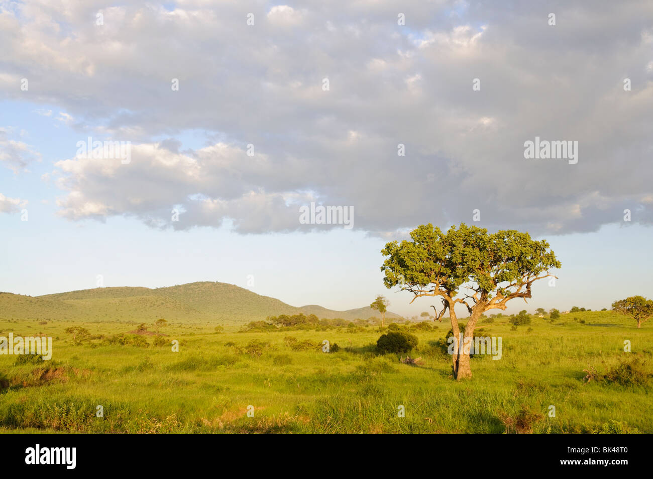 Sabana de pastizales fotografías e imágenes de alta resolución - Alamy