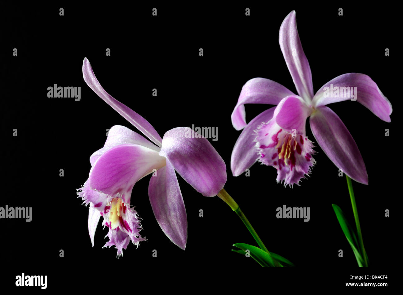 Pleione piton hybrid alféizar flor de orquídea blanca rosada ajustar  contraste contrastó negro fondo oscuro Fotografía de stock - Alamy