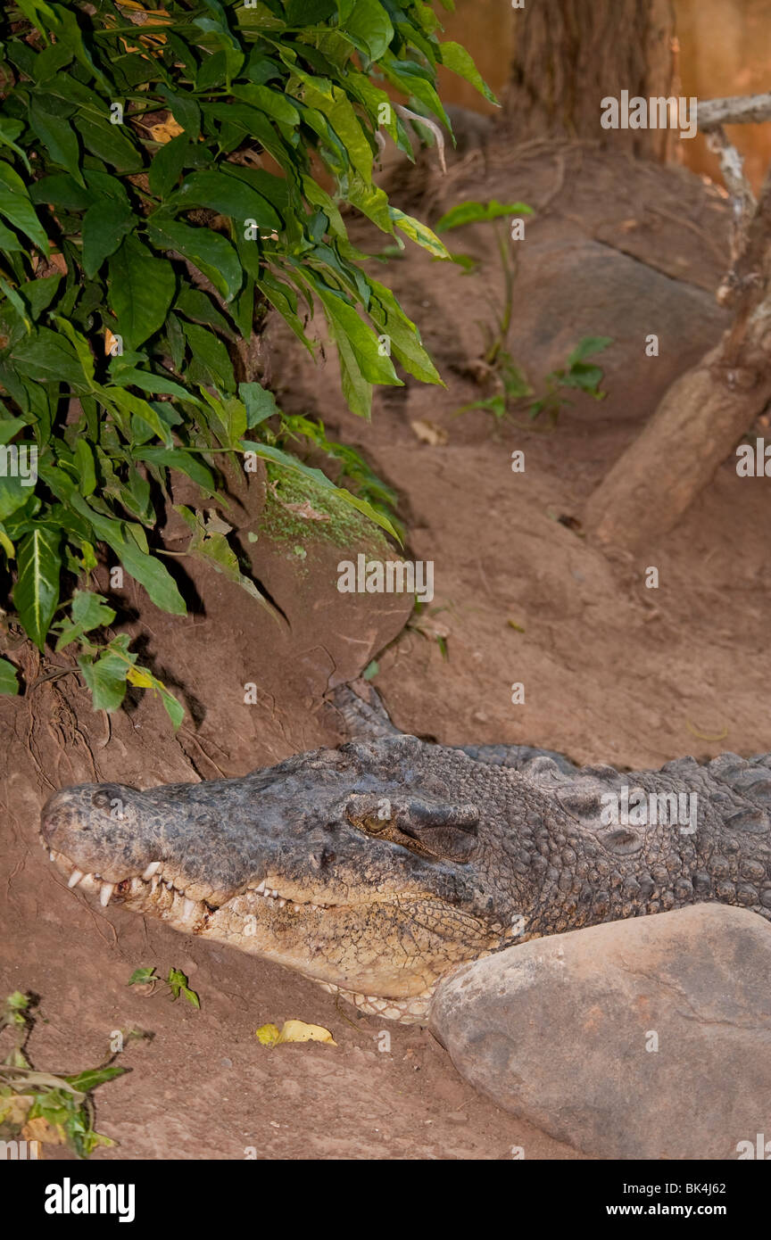 El cocodrilo de agua salada, Crocodylus porosus, clasificada como en peligro Foto de stock