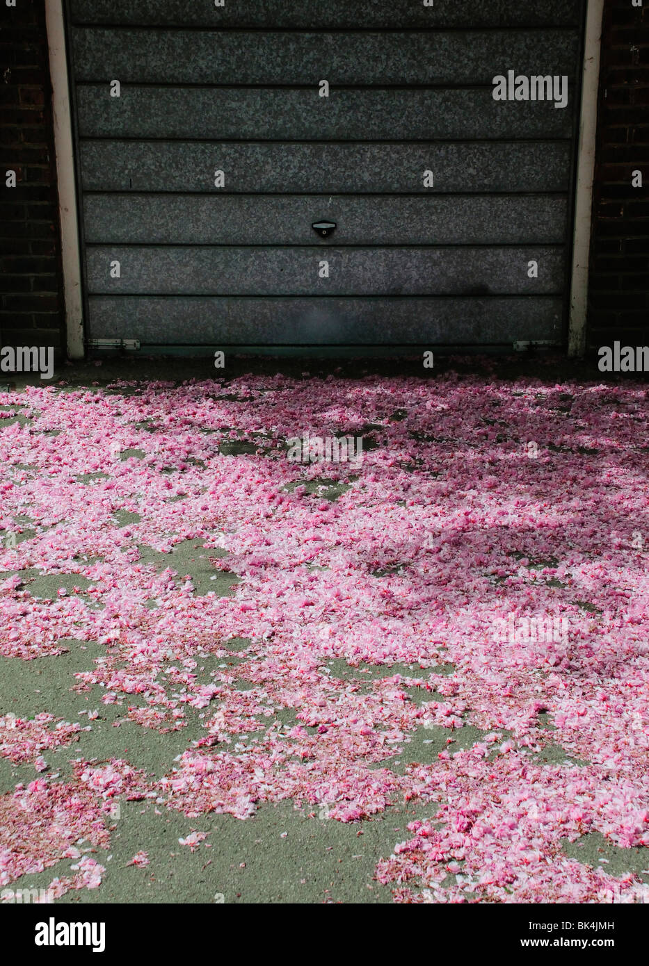 Dispersión de flor rosa caído en el suelo delante de la puerta de garaje de metal Foto de stock