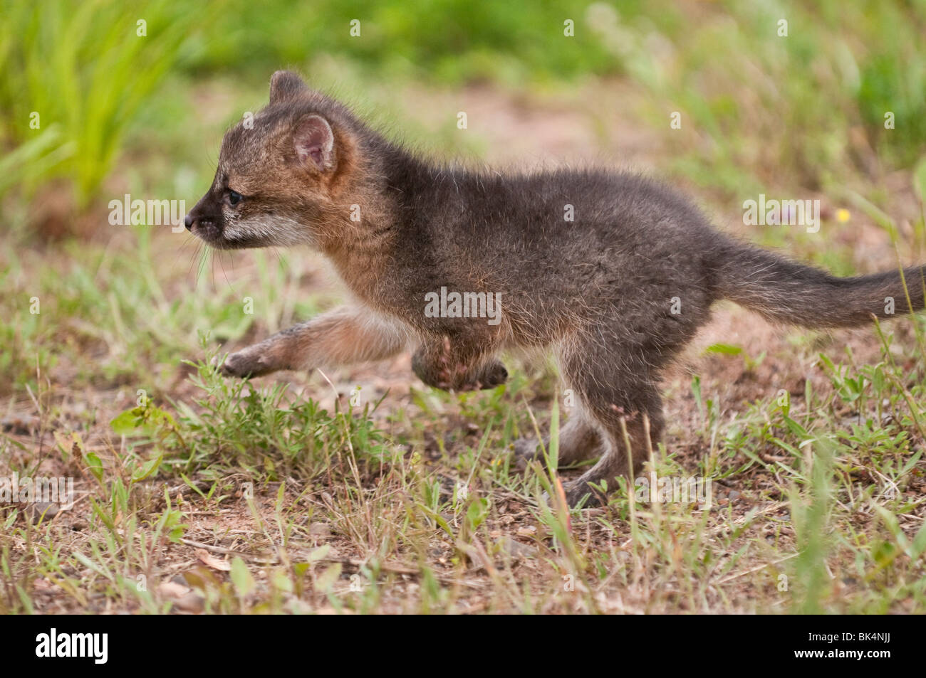 Kit, zorro gris Urocyon cinereoargenteus, 4 semanas de edad, nativo del sur de Canadá, los Estados Unidos y en América del Sur Foto de stock