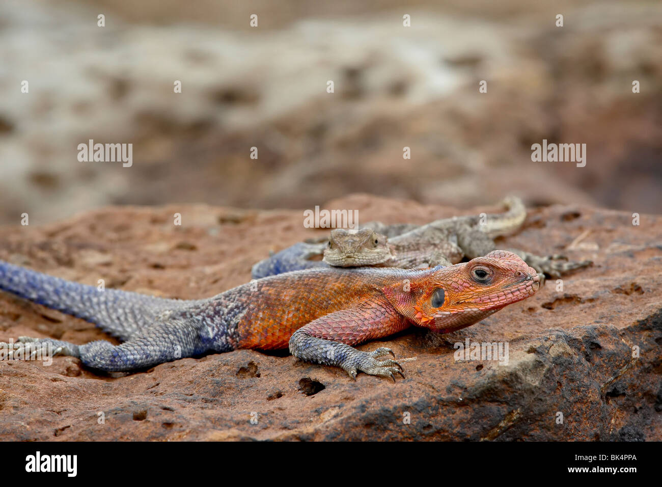 Lagarto de dos cabezas fotografías e imágenes de alta resolución Alamy