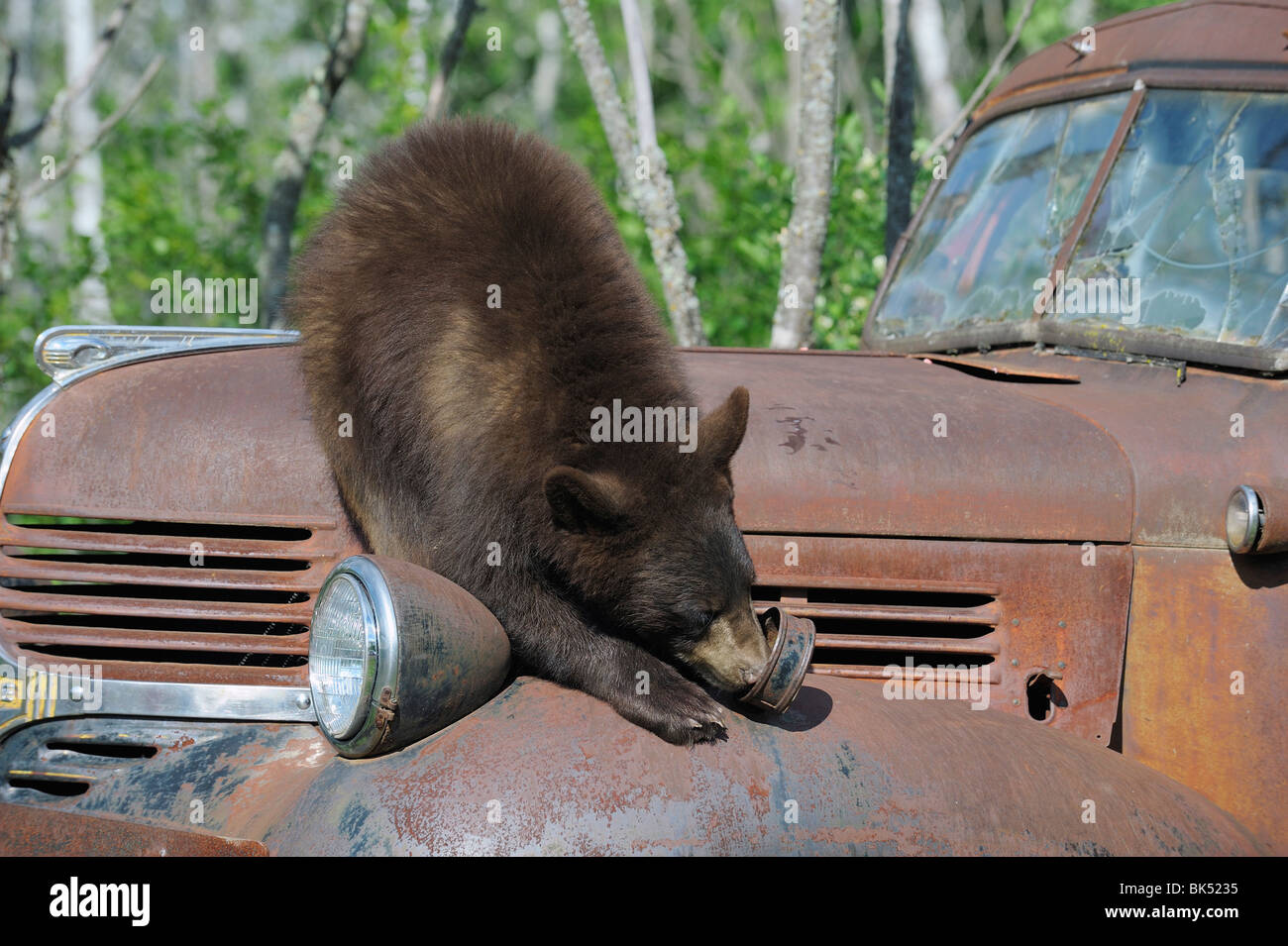 Oso negro sobre camión oxidado, Minnesota, EE.UU. Foto de stock