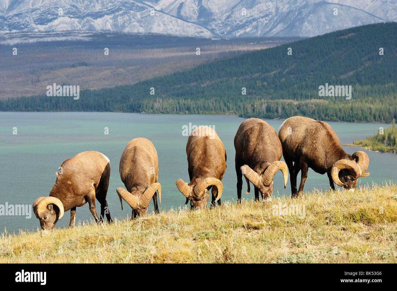 Grupo de alimentación de ovejas Bighhorn cerca del lago Talbot, el Parque Nacional de Jasper, Alberta, Canadá Foto de stock