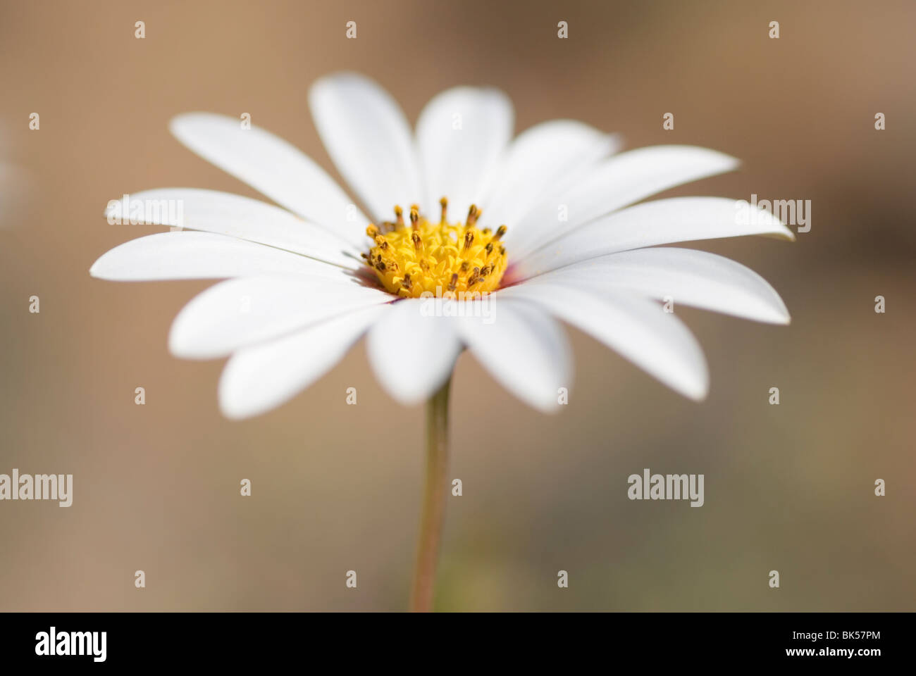 Margarita silvestre en Namaqualand Fotografía de stock Alamy