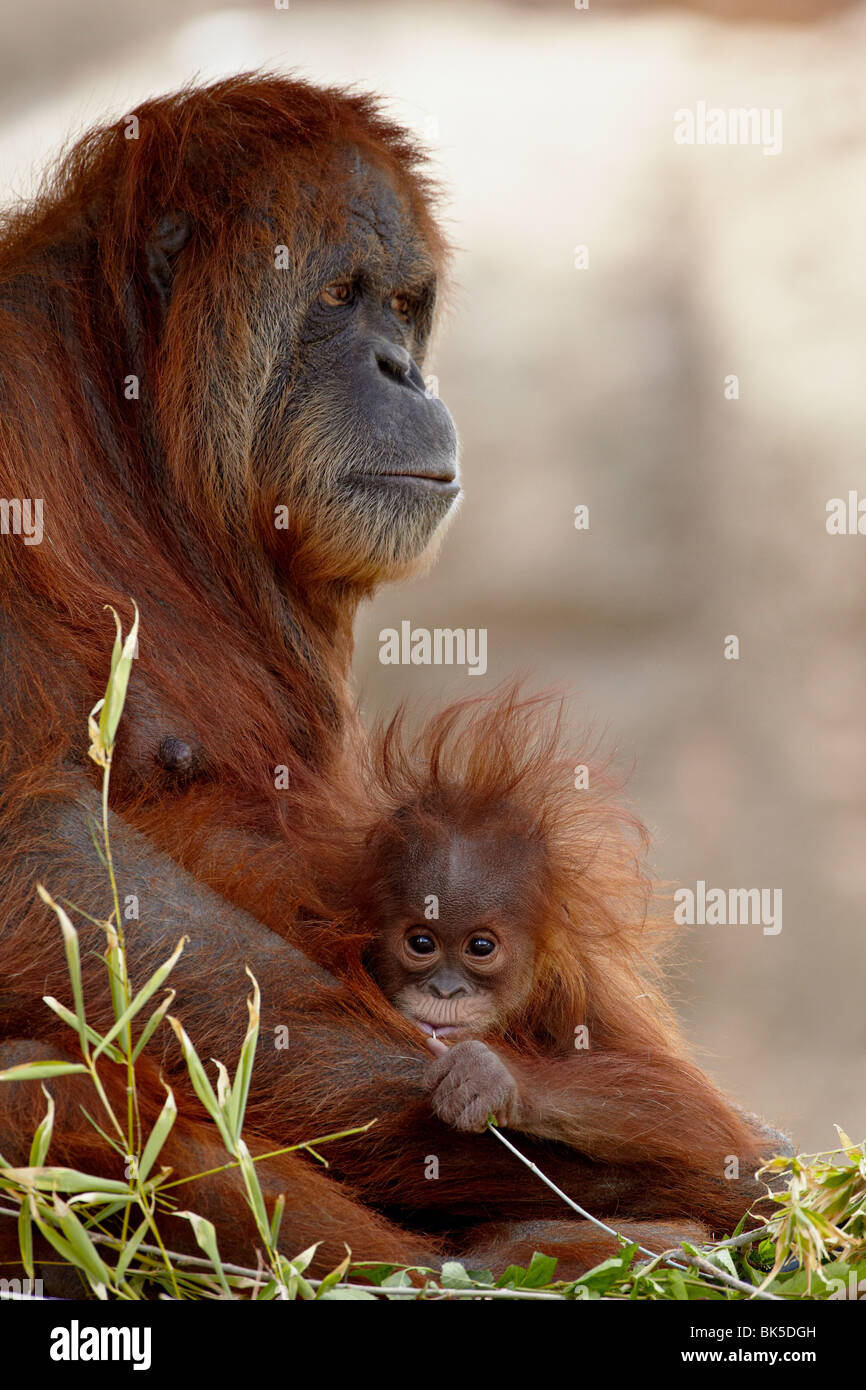 El orangután y el bebé de 6 meses en cautiverio, el zoo Rio Grande, Albuquerque, Nuevo México, EE.UU. Foto de stock