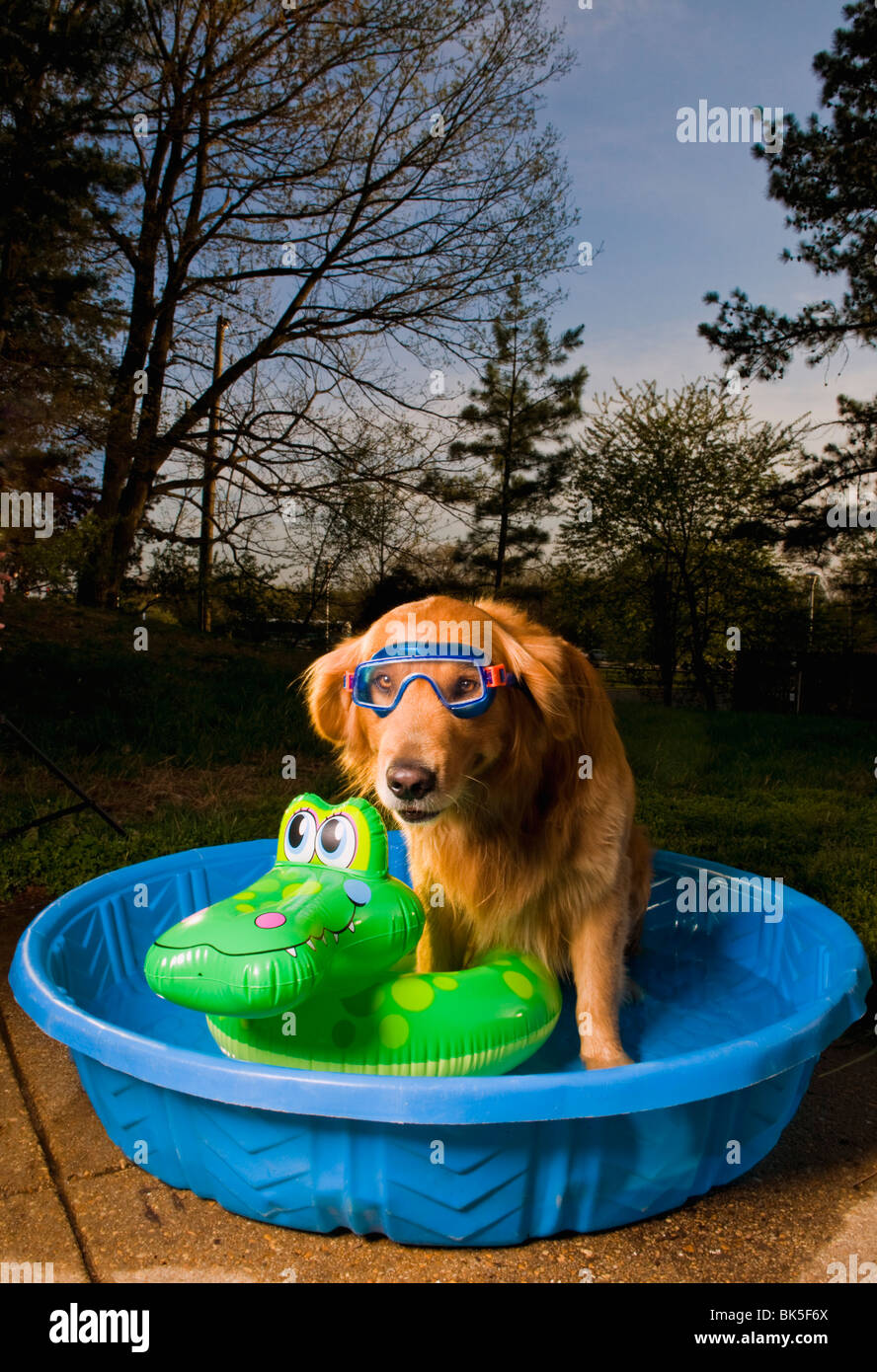 Un golden retriever en una piscina con un baño y una máscara de juguetes flotantes al atardecer Foto de stock