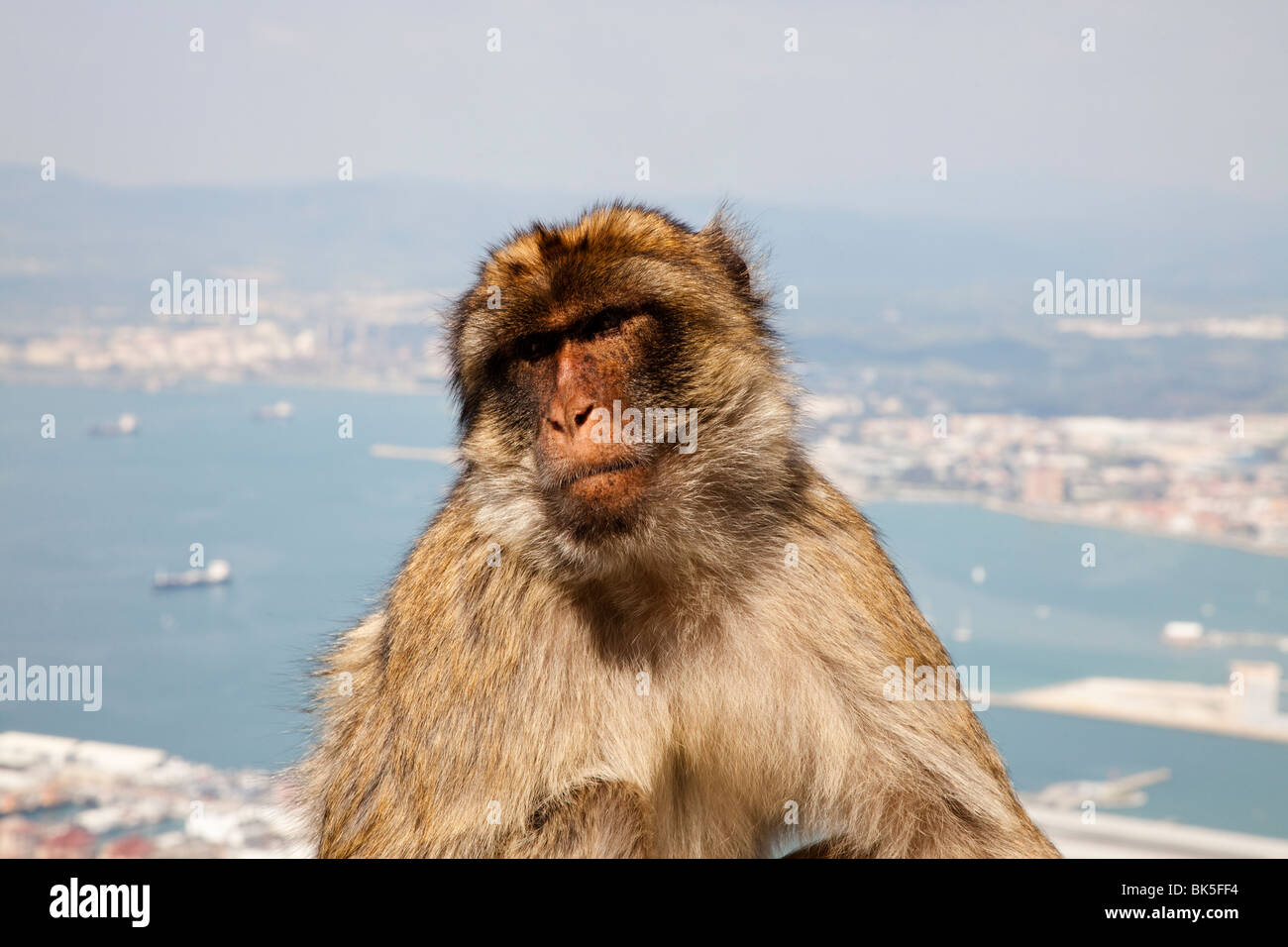 Monos macacos Barbary en el Peñón de Gibraltar Foto de stock