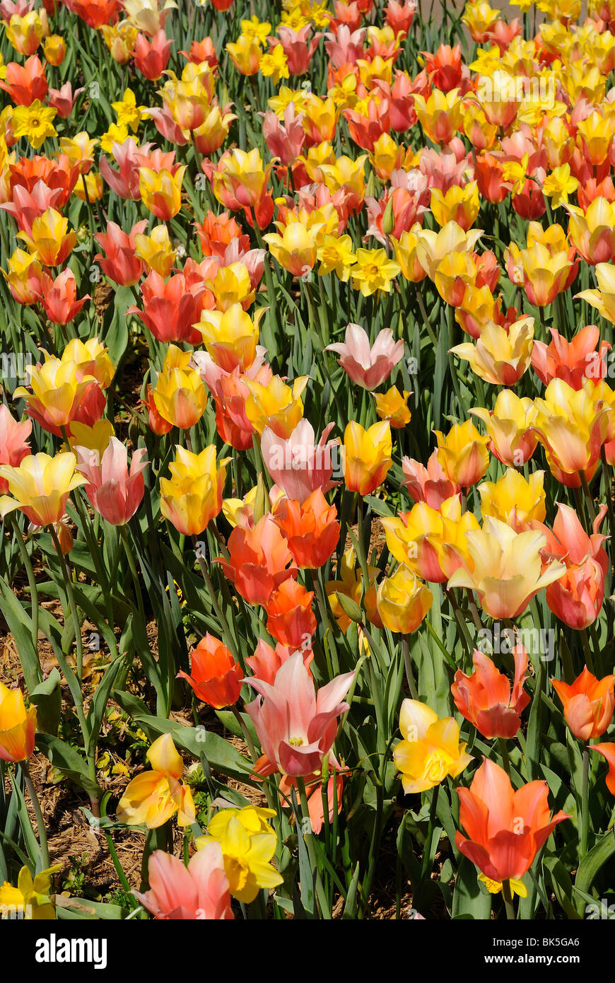 Lecho de flores de tulipanes en el Arboretum de Dallas Park, Texas Foto de stock