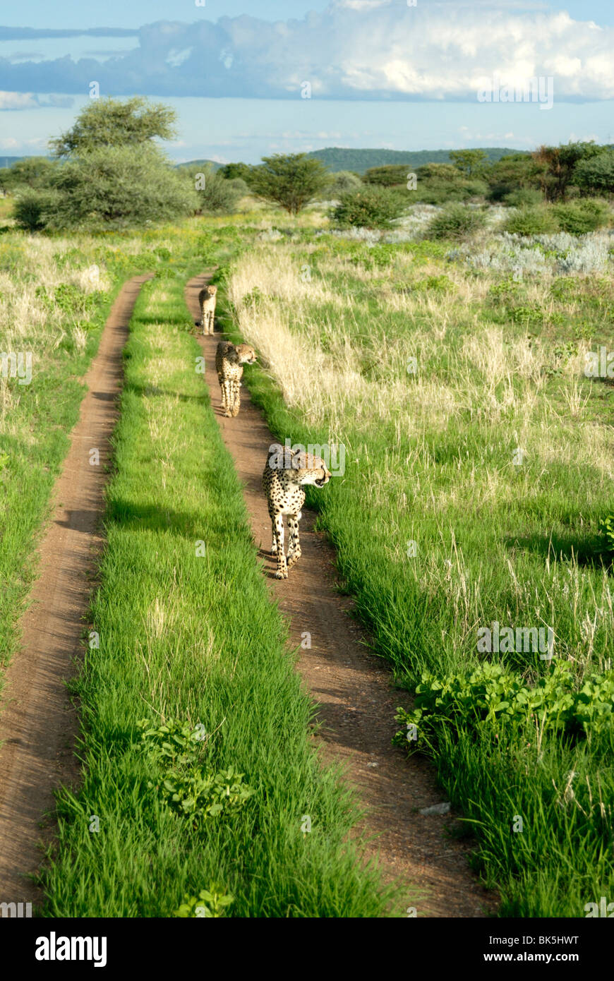 Tres guepardos a lo largo del camino en el Parque Nacional de Etosha, Namibia, África Foto de stock